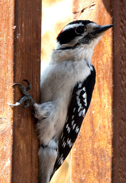 istock A Woodpecker clings to the fence pole 1480604656
