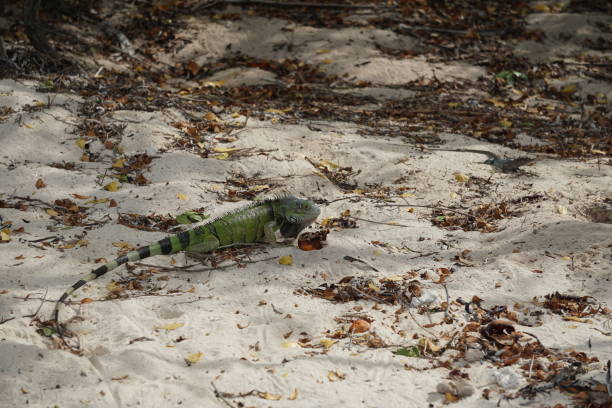 istock Iguana in the sand 1480605899