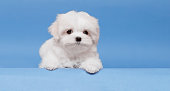 Portrait of a cute Maltese breed puppy. A small dog on a bright fashionable background.