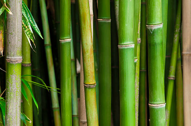 Bamboo and leaves stock photo