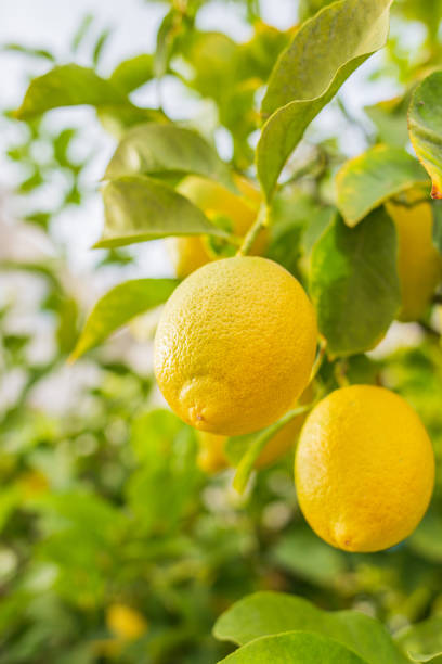 istock Lemon garden in Greek coast ready for harvest. 1480608209