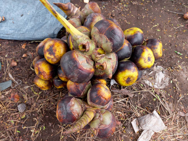 istock Lontar is a fruit with a high water content and has a smooth texture. In addition to its delicious taste, lontar fruit actually contains many nutrients that are good for the body. 1480608301