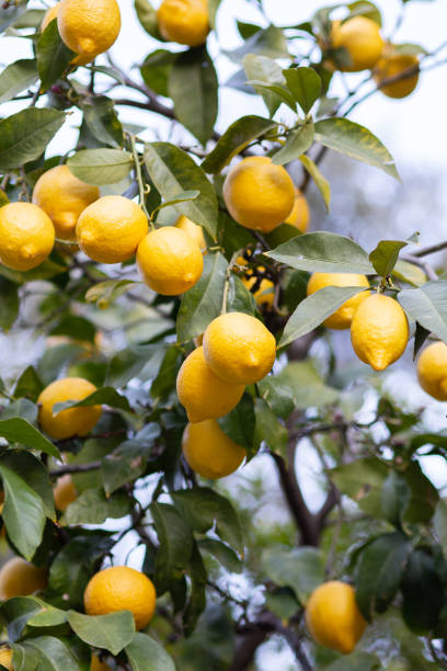 istock Lemon garden in Greek coast ready for harvest. 1480608339