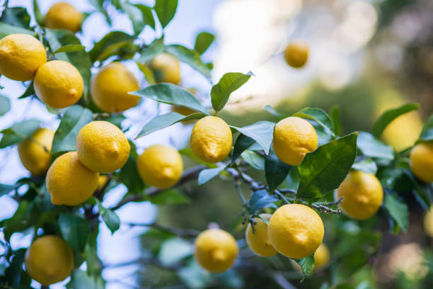 istock Lemon garden in Greek coast ready for harvest. 1480608350