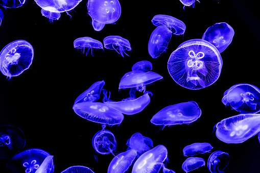 Glowing jellyfish swimming in the water on black background. Stinging, wildlife, sea, ocean, dark, glowing, toxic and underwater concept.