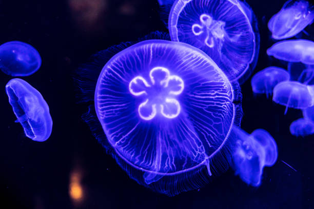 medusas brillantes nadando en el agua sobre fondo negro. escozor, vida silvestre, mar, océano, oscuro, brillante, tóxico y concepto submarino. - slow jam fotografías e imágenes de stock