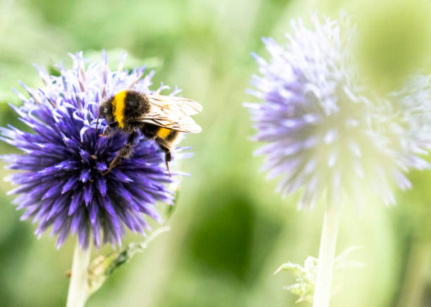 istock Allium 'Round and Purple' 1480609013