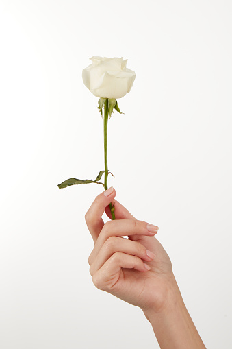 Female Hand Holds Roses On White