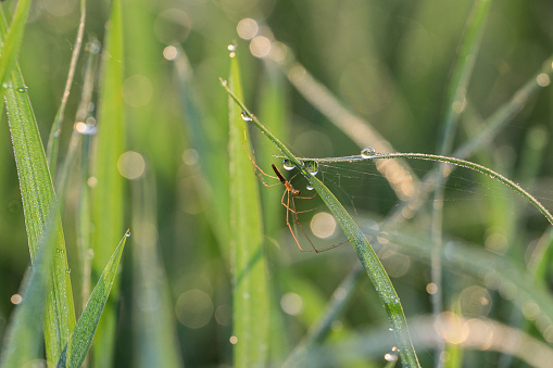 A spider with its web on a rice plant in a rice field