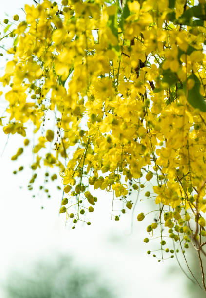 Beautiful kanikonna flower vishu background
