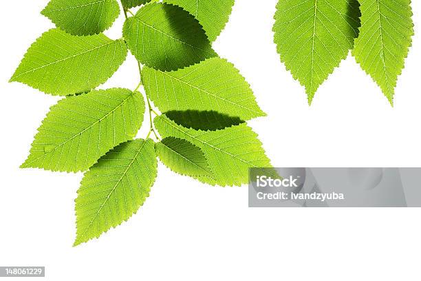 Olmo Verde Foglie Isolato Su Bianco - Fotografie stock e altre immagini di Albero - Albero, Bellezza naturale, Bianco