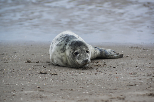 Baby seal relaxing enjoying the lovely day on a Baltic Sea beach. Seal with a soft fur coat long whiskers dark eyes and sharp claws. Harmony with nature. The seal looking inquisitively at the camera