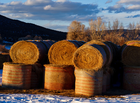 Hay Bale Stacks with Warm Sunlight - Rural ranch scene with hay stacked up for feeding livestock.