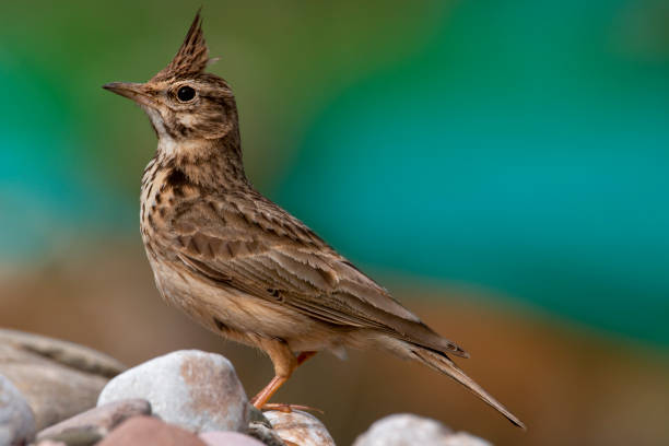 istock A crested lark isolated resting on a river stone. Soft background with blue green and brown colors. Galerida cristata. 1480614003