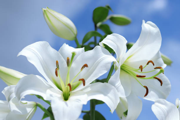 белая мадонна лили. крупным планом белые лилии, цветущие на голубом небе. цветок лилии на синем фоне. красивый цветок lilium candidum на синем фоне.  - lily white easter single flower стоковые фото и изображения