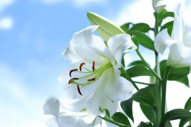 Photo of White Madonna Lily. Close-up of White Lily  Lilies blooming on blue sky. Lilium flower on blue background. Beautiful  Lilium Candidum flower on blue background. Easter Lily flowers greeting card.