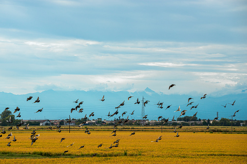 Pigeons flock in rice field and distant mountain range