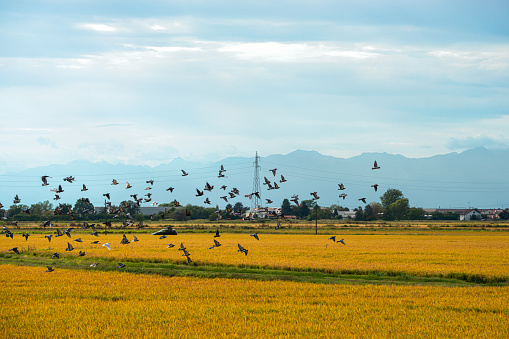 Pigeons flock in rice field