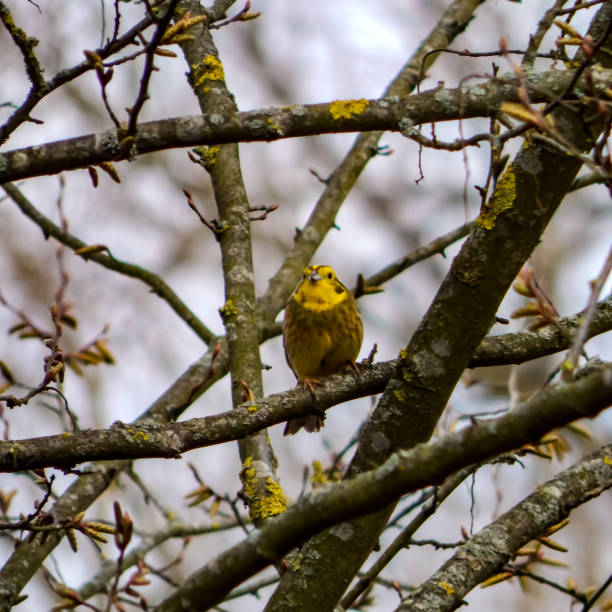 istock Small bird on branch in spring - yellowhammer 1480617745