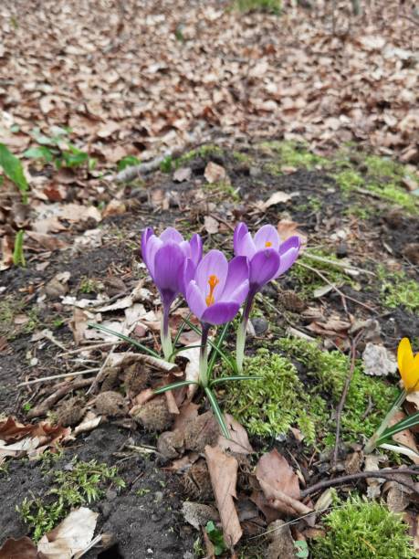 istock Small flower as a sign of spring awakening 1480618474