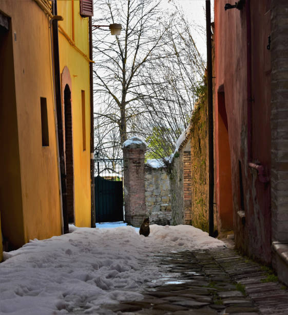 istock cat sitting in the snow 1480618894