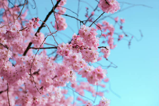 istock Beautiful Japanese cherry blossoms in Springtime 1480619565