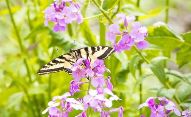 istock Western Tiger Swallowtail Butterfly 1480619932