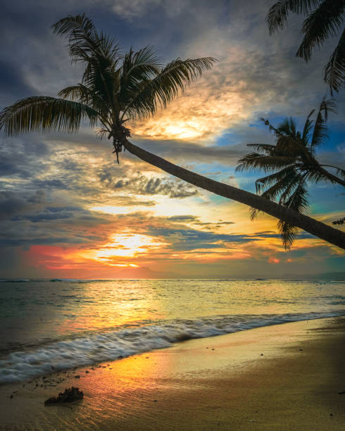 istock coconut trees jutting into the beach 1480619997