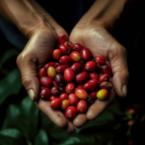 istock Harvested coffee in the hands of a man 1480620573