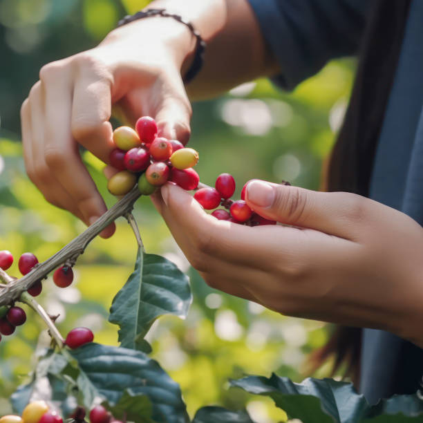 istock Harvested coffee in the hands of a man 1480620622