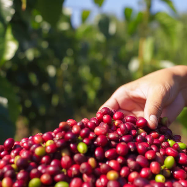 istock Harvested coffee in the hands of a man 1480620624