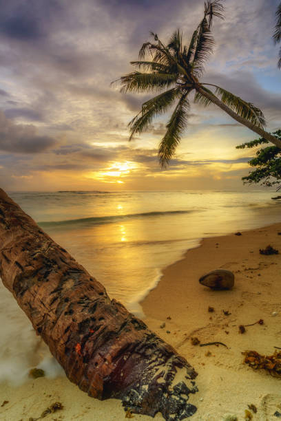 istock coconut trees jutting into the beach 1480620703