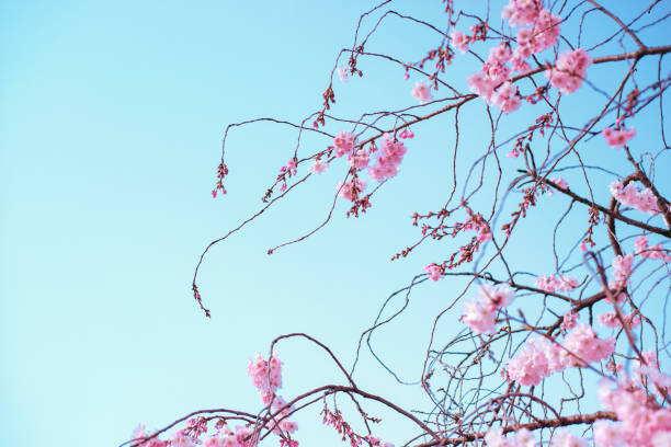 istock Japanese cherry flowers blooming and blue sky 1480620768