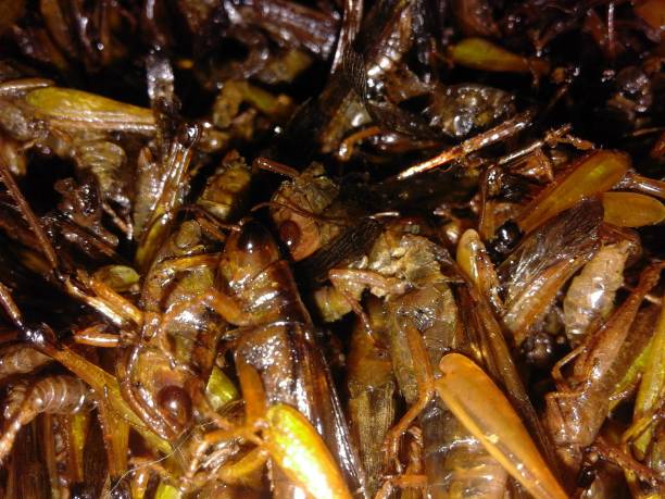 istock Traditional fried grasshopper food 1480620935