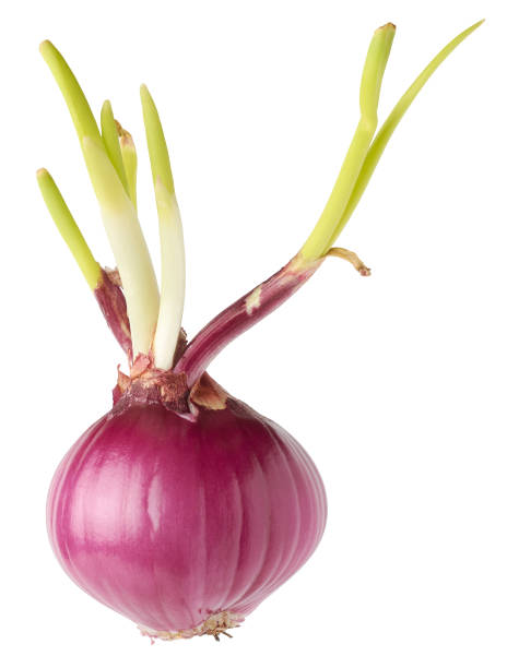 istock onion bulb growing with young shoots isolated 1480621070