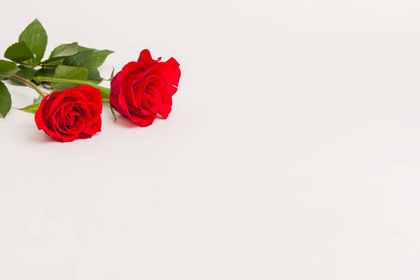 istock Blooming pink red rose flower isolated on white background 1480621099