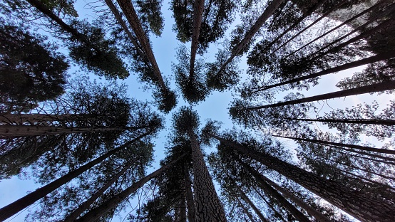 Deep in the forest, photograph of trees flee to the sky.