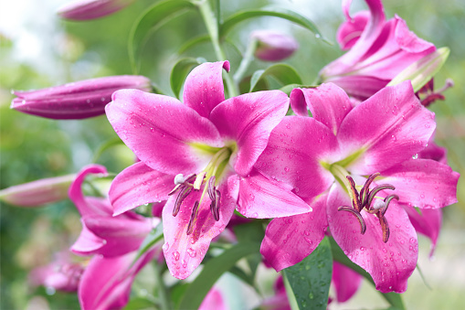 Blooming colorful Oriental Lily flowers. Pink tropical flower in the garden. Pink Asiatic Lily. Stargazer Lily flower on natural background. Lilium hybridum. Lilium belonging to the Liliaceae