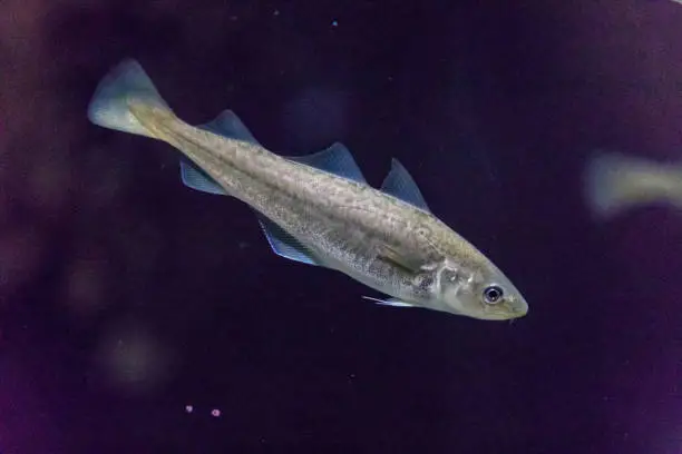 Pacific herring swimming in the aquarium