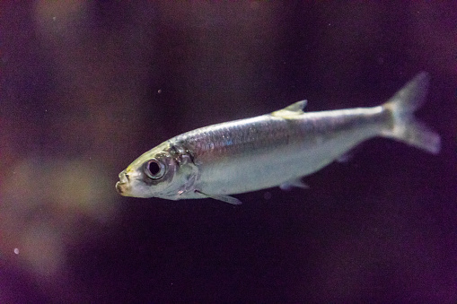 Pacific herring swimming in the aquarium