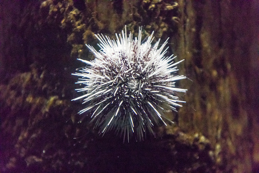 Purple Sea Urchin Close Up Underwater Southeast Alaska
