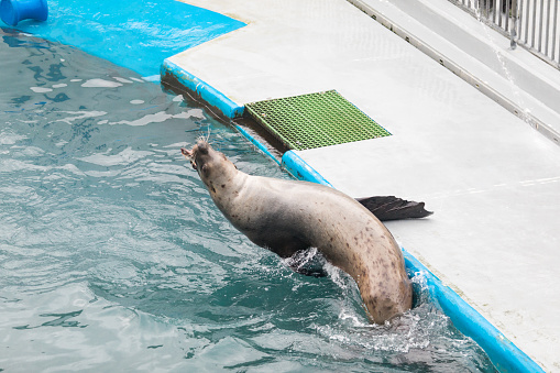 Sea lion. Alaska wildlife reserve.