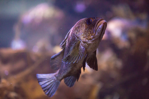 Canary rockfish, Sebastes pinniger, is a rockfish of the Pacific coast, aquarium, Seward, Alaska