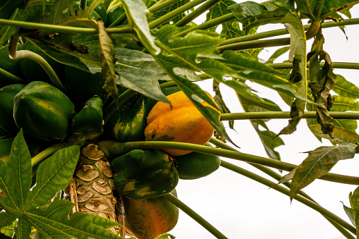 Carica papaya belongs to the Caricaceae family, on the island of Tenerife.