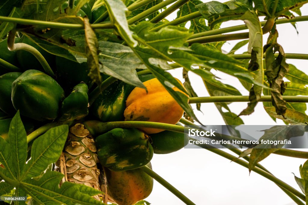 Carica papaya belongs to the Caricaceae family. Carica papaya belongs to the Caricaceae family, on the island of Tenerife. Animal Stock Photo