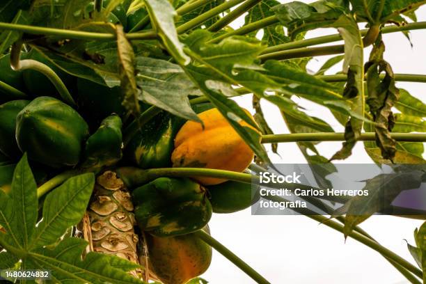 Carica Papaya Belongs To The Caricaceae Family Stock Photo - Download Image Now - Animal, Animal Wildlife, Blossom