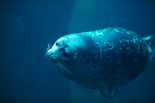 Cute seal swim in zoo aquarium