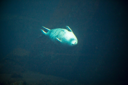 Single manatee under water  swimming in the hot springs sanctuary in Florida