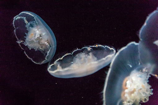 Barrel Jellyfish underwater Rhizostoma pulmo in turquoise water