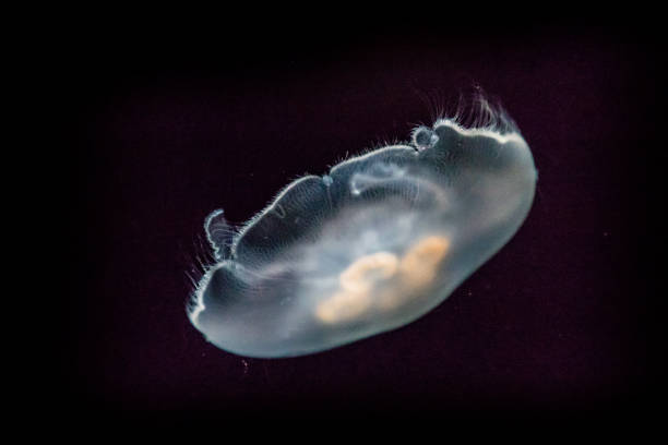 moon de gelatina - jellyfish moon jellyfish underwater wildlife fotografías e imágenes de stock